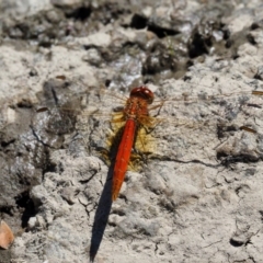 Diplacodes haematodes (Scarlet Percher) at Paddys River, ACT - 10 Mar 2018 by KenT