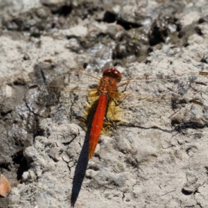 Diplacodes haematodes at Paddys River, ACT - 10 Mar 2018 10:39 AM