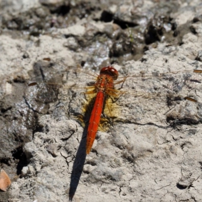 Diplacodes haematodes (Scarlet Percher) at Paddys River, ACT - 10 Mar 2018 by KenT