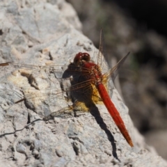 Diplacodes haematodes at Paddys River, ACT - 10 Mar 2018 10:39 AM