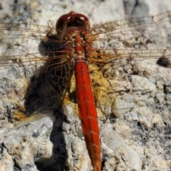 Diplacodes haematodes at Paddys River, ACT - 10 Mar 2018 10:39 AM