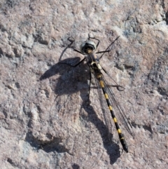 Cordulephya pygmaea (Common Shutwing) at Paddys River, ACT - 10 Mar 2018 by KenT