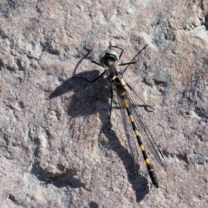 Cordulephya pygmaea at Paddys River, ACT - 10 Mar 2018 09:36 AM