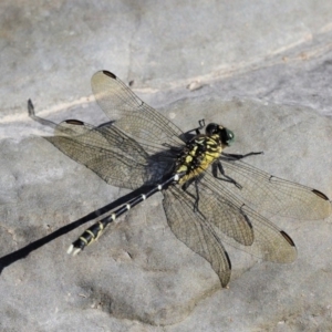 Hemigomphus gouldii at Paddys River, ACT - 10 Mar 2018 09:09 AM