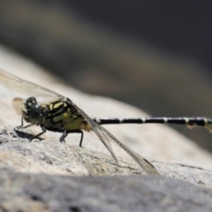 Hemigomphus gouldii at Paddys River, ACT - 10 Mar 2018