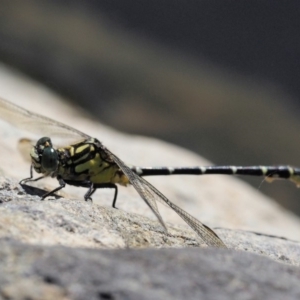 Hemigomphus gouldii at Paddys River, ACT - 10 Mar 2018 09:09 AM