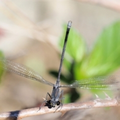 Austroargiolestes icteromelas (Common Flatwing) at Paddys River, ACT - 9 Mar 2018 by KenT