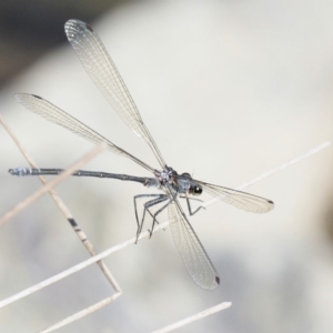 Austroargiolestes icteromelas at Paddys River, ACT - 10 Mar 2018 10:41 AM