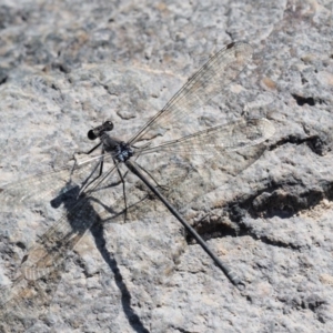 Austroargiolestes icteromelas at Paddys River, ACT - 10 Mar 2018