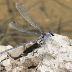 Austroargiolestes icteromelas at Paddys River, ACT - 10 Mar 2018