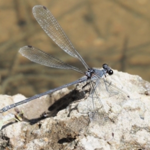 Austroargiolestes icteromelas at Paddys River, ACT - 10 Mar 2018