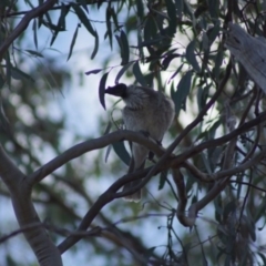 Philemon corniculatus (Noisy Friarbird) at Aranda, ACT - 11 Mar 2018 by Tammy