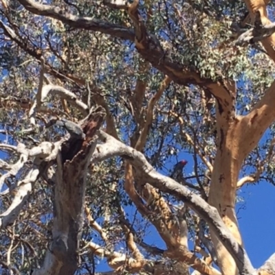 Callocephalon fimbriatum (Gang-gang Cockatoo) at Red Hill to Yarralumla Creek - 11 Mar 2018 by KL