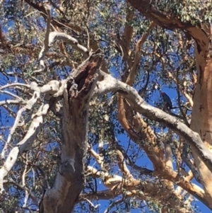 Callocephalon fimbriatum at Hughes, ACT - suppressed