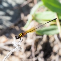 Nososticta solida (Orange Threadtail) at Bullen Range - 9 Mar 2018 by KenT