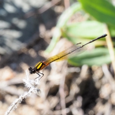 Nososticta solida (Orange Threadtail) at Bullen Range - 10 Mar 2018 by KenT