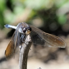 Orthetrum caledonicum (Blue Skimmer) at Paddys River, ACT - 10 Mar 2018 by KenT