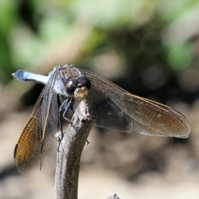 Orthetrum caledonicum (Blue Skimmer) at Bullen Range - 10 Mar 2018 by KenT