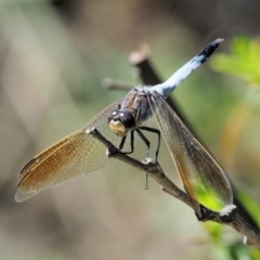 Orthetrum caledonicum at Paddys River, ACT - 10 Mar 2018 09:36 AM