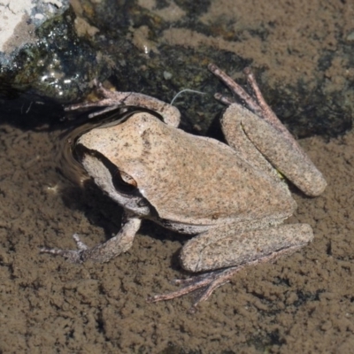 Litoria lesueuri (Lesueur's Tree-frog) at Bullen Range - 10 Mar 2018 by KenT