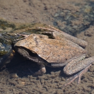 Litoria lesueuri at Paddys River, ACT - 10 Mar 2018 12:13 PM