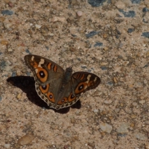 Junonia villida at Kaleen, ACT - 8 Mar 2018