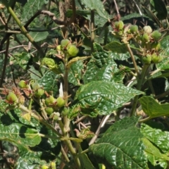 Adriana tomentosa var. tomentosa at Paddys River, ACT - 10 Mar 2018