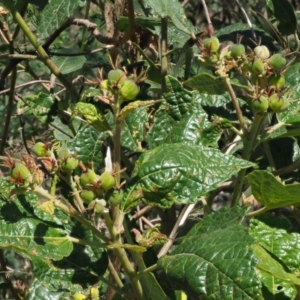 Adriana tomentosa var. tomentosa at Paddys River, ACT - 10 Mar 2018