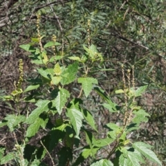 Adriana tomentosa var. tomentosa at Paddys River, ACT - 10 Mar 2018 12:45 PM