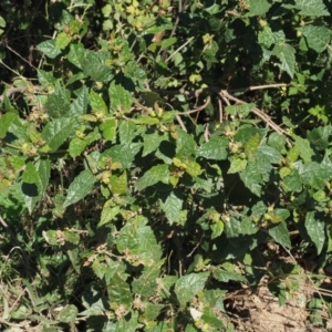 Adriana tomentosa var. tomentosa at Paddys River, ACT - 10 Mar 2018 12:45 PM