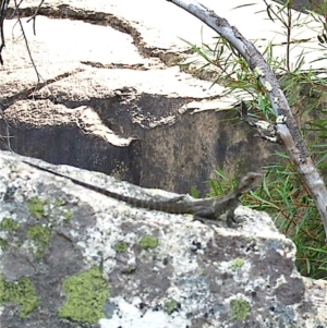 Intellagama lesueurii howittii at Paddys River, ACT - 11 Mar 2008