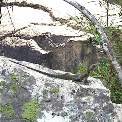 Intellagama lesueurii howittii (Gippsland Water Dragon) at Paddys River, ACT - 11 Mar 2008 by KMcCue