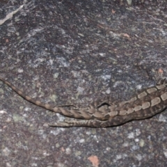 Amphibolurus muricatus (Jacky Lizard) at Rendezvous Creek, ACT - 10 Jan 2008 by KMcCue