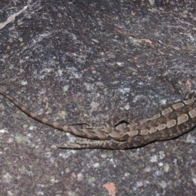 Amphibolurus muricatus (Jacky Lizard) at Rendezvous Creek, ACT - 9 Jan 2008 by KMcCue