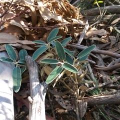 Olearia megalophylla (Large-leaf Daisy-bush) at Scabby Range Nature Reserve - 11 Mar 2018 by jeremyahagan