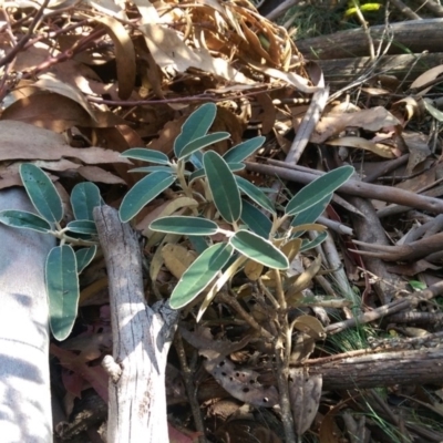 Olearia megalophylla (Large-leaf Daisy-bush) at Yaouk, NSW - 11 Mar 2018 by jeremyahagan