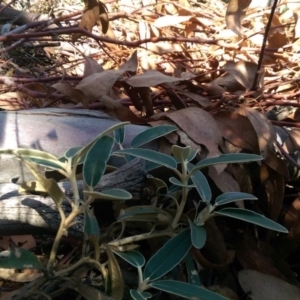 Olearia megalophylla at Yaouk, NSW - 11 Mar 2018 03:28 PM