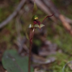 Chiloglottis reflexa (Short-clubbed Wasp Orchid) at Acton, ACT - 13 Aug 2007 by KMcCue