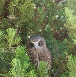 Ninox boobook at Calwell, ACT - 12 Mar 2018 03:01 PM