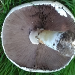 Agaricus sp. at Turner, ACT - 12 Mar 2018 05:01 PM