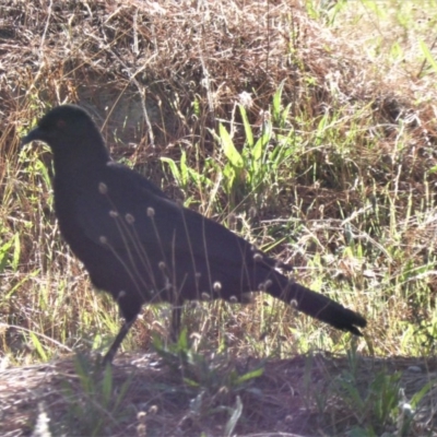 Corcorax melanorhamphos (White-winged Chough) at Isaacs Ridge and Nearby - 11 Mar 2018 by Mike
