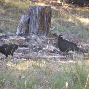 Corcorax melanorhamphos at Isaacs, ACT - 12 Mar 2018 10:17 AM