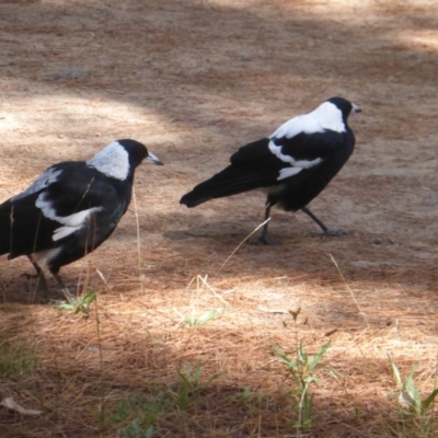 Gymnorhina tibicen (Australian Magpie) at Isaacs Ridge and Nearby - 12 Mar 2018 by Mike