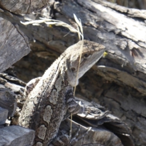 Amphibolurus muricatus at Jerrabomberra, ACT - 12 Mar 2018 10:38 AM