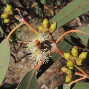 Eucalyptus nortonii at Tuggeranong DC, ACT - 28 Feb 2018 07:30 PM