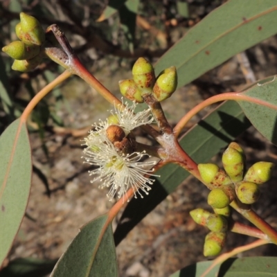 Eucalyptus nortonii (Mealy Bundy) at Tuggeranong DC, ACT - 28 Feb 2018 by member211