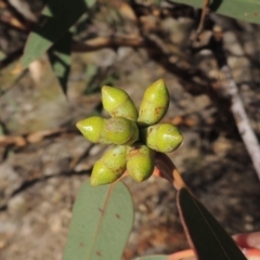 Eucalyptus nortonii at Tuggeranong DC, ACT - 28 Feb 2018 07:30 PM