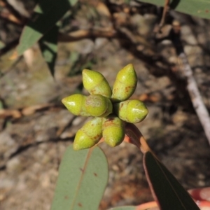 Eucalyptus nortonii at Tuggeranong DC, ACT - 28 Feb 2018