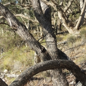 Eucalyptus nortonii at Tuggeranong DC, ACT - 28 Feb 2018 07:30 PM