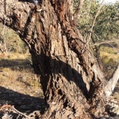 Eucalyptus nortonii at Tuggeranong DC, ACT - 28 Feb 2018 07:30 PM